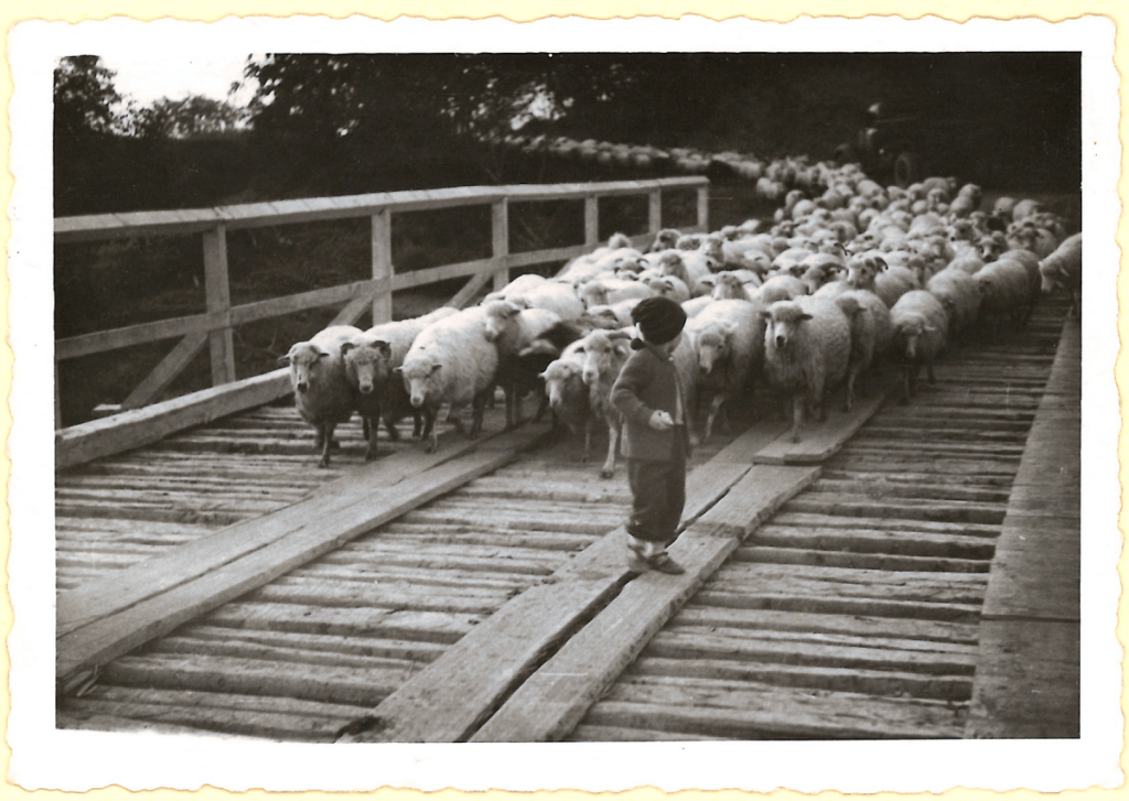 Owce przechodzące przez most drewniany na rzece Wetlince, Bieszczady 1956